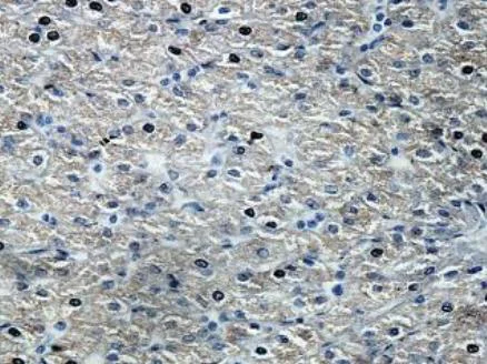 Immunohistochemistry (Formalin/PFA-fixed paraffin-embedded sections) - Anti-PNPLA8 antibody (AB140151)