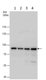 Western blot - Anti-PNPT1 antibody (AB96176)