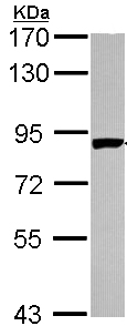 Western blot - Anti-PNPT1 antibody (AB96176), expandable thumbnail