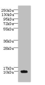 Western blot - Anti-PNRC2 antibody (AB235599), expandable thumbnail