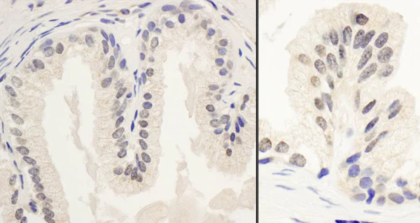 Immunohistochemistry (Formalin/PFA-fixed paraffin-embedded sections) - Anti-PNUTS antibody (AB70247)