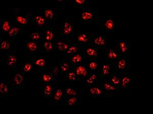 Immunocytochemistry/ Immunofluorescence - Anti-PNUTS antibody [EPR11706] (AB173285)