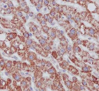 Immunohistochemistry (Formalin/PFA-fixed paraffin-embedded sections) - Anti-POC5 antibody [EPR14000-76] - N-terminal (AB188330), expandable thumbnail