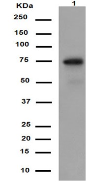 Western blot - Anti-POC5 antibody [EPR14000-76] - N-terminal (AB188330), expandable thumbnail