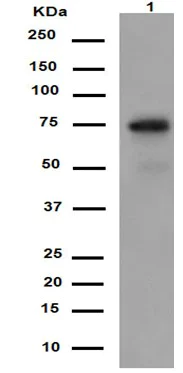 Western blot - Anti-POC5 antibody [EPR14000-76] - N-terminal (AB188330)