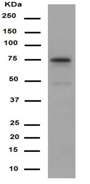 Western blot - Anti-POC5 antibody [EPR14000-76] - N-terminal (AB188330), expandable thumbnail