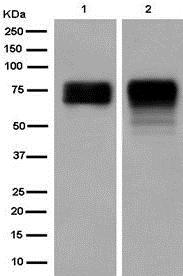 Western blot - Anti-POC5 antibody [EPR14000] (AB182554)