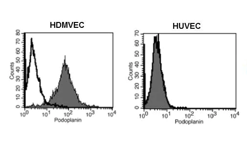 Flow Cytometry - Anti-Podoplanin antibody [18H5] - BSA and Azide free (AB10288)
