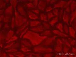 Immunocytochemistry/ Immunofluorescence - Anti-Podoplanin antibody [18H5] - BSA and Azide free (AB10288)