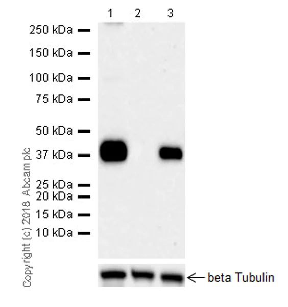 Western blot - Anti-Podoplanin antibody [EPR22182] (AB236529)