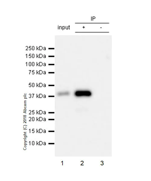 Immunoprecipitation - Anti-Podoplanin antibody [EPR22182] - BSA and Azide free (AB237033)