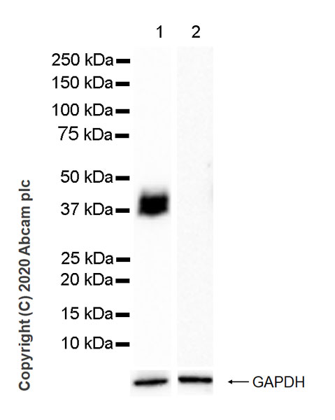 Western blot - Anti-Podoplanin antibody [LpMab-7] (AB256561), expandable thumbnail