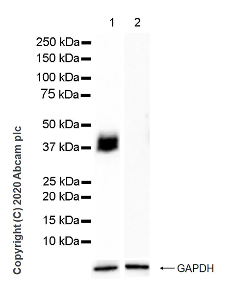 Western blot - Anti-Podoplanin antibody [LpMab-7] (AB256561)