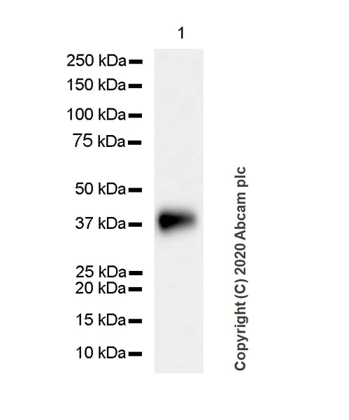 Western blot - Anti-Podoplanin antibody [PMab-1] (AB256559)