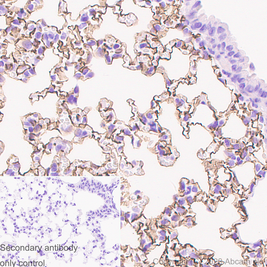 Anti-Podoplanin antibody [PMab-1] - BSA and Azide free
