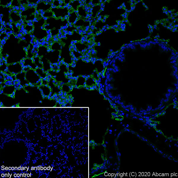 Immunohistochemistry (Frozen sections) - Anti-Podoplanin antibody [PMab-1] - BSA and Azide free (AB256564)