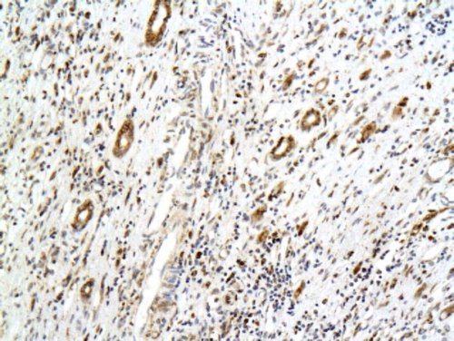 Immunohistochemistry (Formalin/PFA-fixed paraffin-embedded sections) - Anti-PODXL antibody - C-terminal (AB203079), expandable thumbnail