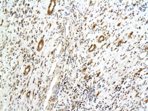Immunohistochemistry (Formalin/PFA-fixed paraffin-embedded sections) - Anti-PODXL antibody - C-terminal (AB203079)