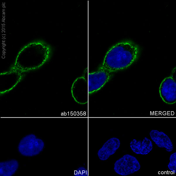 Immunocytochemistry/ Immunofluorescence - Anti-PODXL antibody [EPR9518] (ab150358), expandable thumbnail