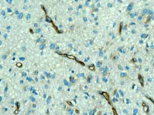 Immunohistochemistry (Formalin/PFA-fixed paraffin-embedded sections) - Anti-PODXL antibody [EPR9518] (ab150358), expandable thumbnail