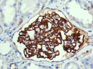 Immunohistochemistry (Formalin/PFA-fixed paraffin-embedded sections) - Anti-PODXL antibody [EPR9518] (ab150358), expandable thumbnail