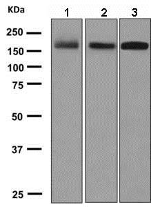Western blot - Anti-PODXL antibody [EPR9518] (ab150358), expandable thumbnail