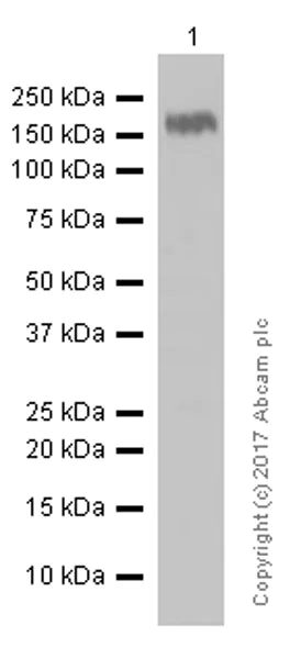 Western blot - Anti-PODXL antibody [EPR9518] (AB150358)