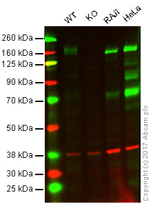 Western blot - Anti-PODXL antibody [EPR9518] (AB150358)