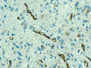 Immunohistochemistry (Formalin/PFA-fixed paraffin-embedded sections) - Anti-PODXL antibody [EPR9518] - BSA and Azide free (AB269888)