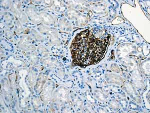 Immunohistochemistry (Formalin/PFA-fixed paraffin-embedded sections) - Anti-PODXL antibody [EPR9518] - BSA and Azide free (AB269888)