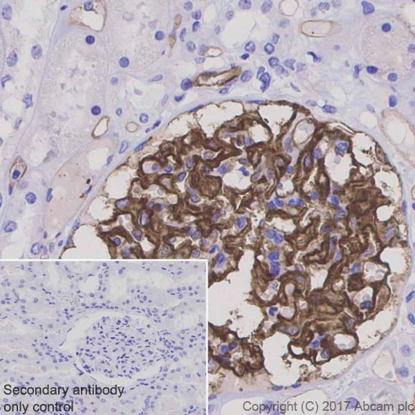 Immunohistochemistry (Formalin/PFA-fixed paraffin-embedded sections) - Anti-PODXL antibody [EPR9518] - BSA and Azide free (AB269888)
