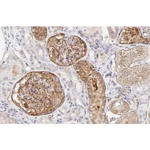 Immunohistochemistry (Formalin/PFA-fixed paraffin-embedded sections) - Anti-PODXL antibody [HL2047] (AB317128)