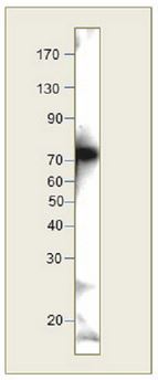 Western blot - Anti-PODXL antibody - N-terminal (AB205350)