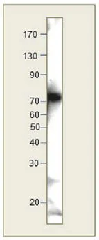 Western blot - Anti-PODXL antibody - N-terminal (AB205350)