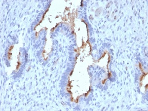 Immunohistochemistry (Formalin/PFA-fixed paraffin-embedded sections) - Anti-PODXL antibody [PODXL/2185] (AB236559)