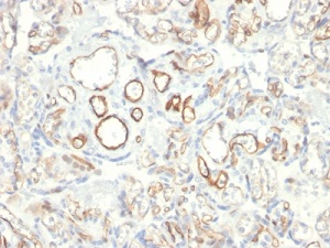 Immunohistochemistry (Formalin/PFA-fixed paraffin-embedded sections) - Anti-PODXL antibody [PODXL/2185] (AB236559)
