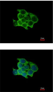 Immunocytochemistry/ Immunofluorescence - Anti-Pofut1 antibody (AB154051)