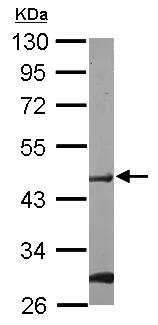 Western blot - Anti-Pofut1 antibody (AB154051)