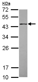 Western blot - Anti-Pofut1 antibody (AB154051)