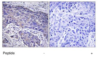 Immunohistochemistry (Formalin/PFA-fixed paraffin-embedded sections) - Anti-Pofut1 antibody (AB74302), expandable thumbnail