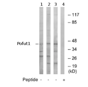 Western blot - Anti-Pofut1 antibody (AB74302)