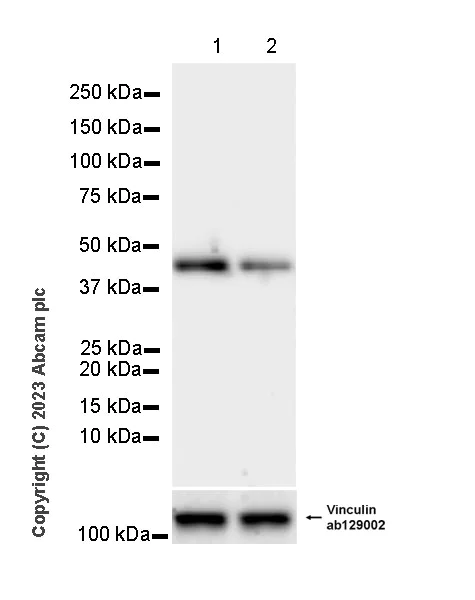 Western blot - Anti-Pofut1 antibody [EPR26782-194] (AB315971)