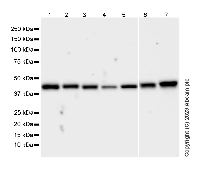 Western blot - Anti-Pofut1 antibody [EPR26782-194] (AB315971)
