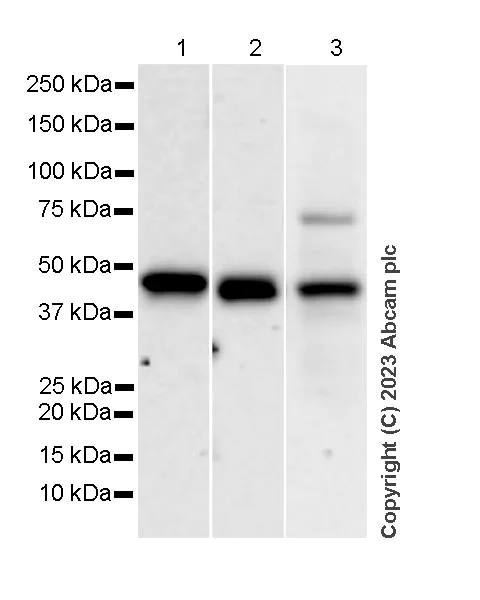 Western blot - Anti-Pofut1 antibody [EPR26782-194] (AB315971)