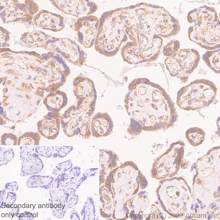 Immunohistochemistry (Formalin/PFA-fixed paraffin-embedded sections) - Anti-Pofut1 antibody [EPR26782-194] - BSA and Azide free (AB315972)