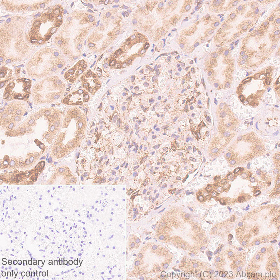 Immunohistochemistry (Formalin/PFA-fixed paraffin-embedded sections) - Anti-Pofut1 antibody [EPR26782-194] - BSA and Azide free (AB315972)