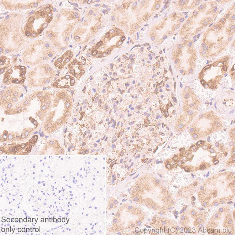 Immunohistochemistry (Formalin/PFA-fixed paraffin-embedded sections) - Anti-Pofut1 antibody [EPR26782-194] - BSA and Azide free (AB315972)
