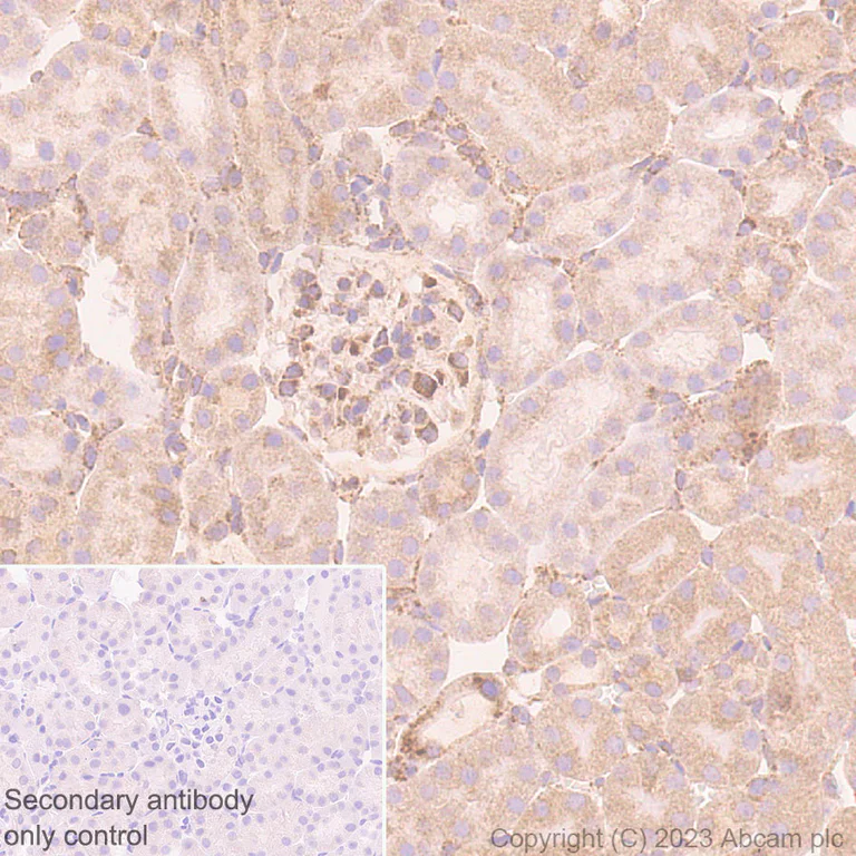 Immunohistochemistry (Formalin/PFA-fixed paraffin-embedded sections) - Anti-Pofut1 antibody [EPR26782-194] - BSA and Azide free (AB315972)