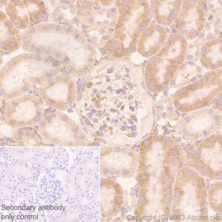 Immunohistochemistry (Formalin/PFA-fixed paraffin-embedded sections) - Anti-Pofut1 antibody [EPR26782-194] - BSA and Azide free (AB315972)