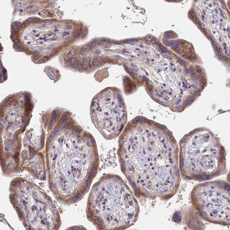 Immunohistochemistry (Formalin/PFA-fixed paraffin-embedded sections) - Anti-POGLUT1 antibody (AB272623)